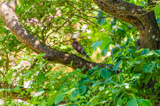 Male trush perched on mossy tree branch in summer forest. Wild bird resting quietly among lush green foliage, vibrant natural colors, european woodland habitat, symbol of freedom, tranquility