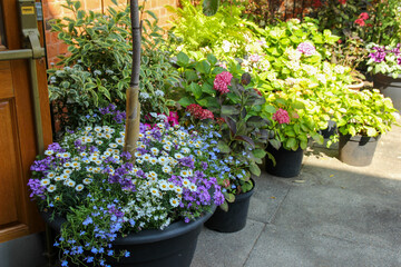 Colorful flower pots line a path outside a charming London garden during a sunny afternoon in the...