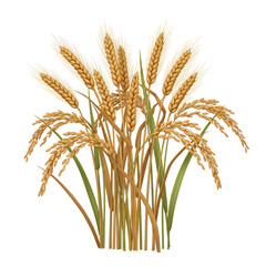 Fototapeta premium Golden wheat stalks and rice grains with green leaves on white background cereal agriculture
