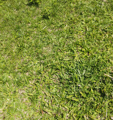 Grass background, Sao Paulo, Brazil