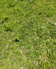 Grass background, Sao Paulo, Brazil