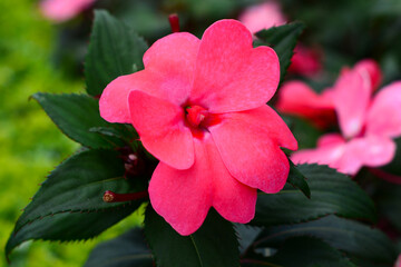 Bright pink Impatiens flower surrounded by fresh green leaves, captured from a close-up perspective in a garden setting.