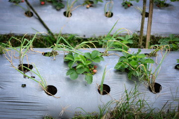 A strawberry plantation field utilizing black plastic mulch, illustrating the farming process and crop cultivation.