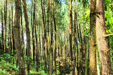 A dense forest with closely packed tall trees, creating a vertical illusion and dominating shadows in the area.