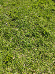 Grass background, Sao Paulo, Brazil