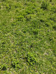 Grass background, Sao Paulo, Brazil