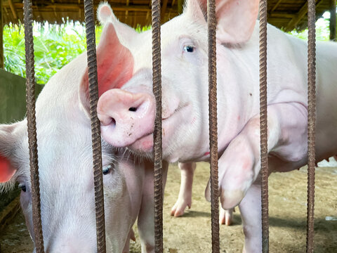 pink pigs in a pen on a pig farm