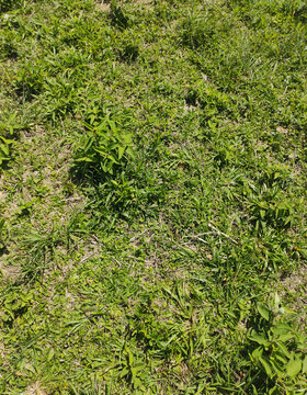 Grass background, Sao Paulo, Brazil