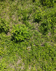 Grass background, Sao Paulo, Brazil