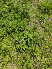 Grass background, Sao Paulo, Brazil