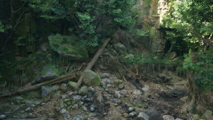 A peaceful forest scene features large stones, intricate tree roots, and lush greenery. Sunlight filters through the leaves, creating a calming atmosphere among the rugged landscape.