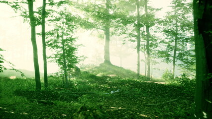 Fototapeta premium Morning light gently breaks through the leaves, illuminating a serene forest path. The rich greenery and soft mist create a peaceful atmosphere perfect for exploration and reflection.