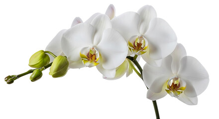 White orchid flowers and buds isolated on transparent background