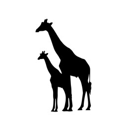 Silhouette of a mother giraffe and her calf standing side by side against a white background.