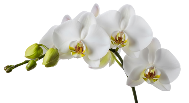 White orchid flowers and buds isolated on transparent background