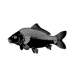 Black and white illustration of a carp fish with detailed scales and fins.