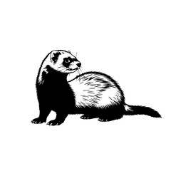 Illustration of a ferret in black and white.