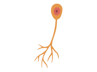Uniporal Neuron Cell or Sensory Neuron