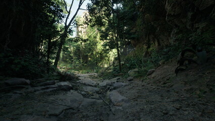 Obraz premium A tranquil forest path winds through lush greenery, illuminated by soft sunlight. Stones and roots create a natural trail leading deeper into the peaceful wilderness.