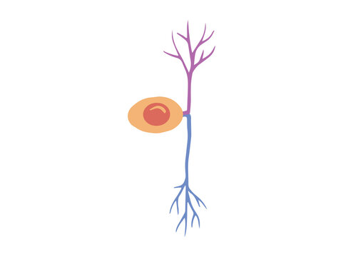 Pseudounipolar Neuron Cell Clip Art