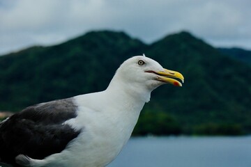 何？と首を傾げるカモメ