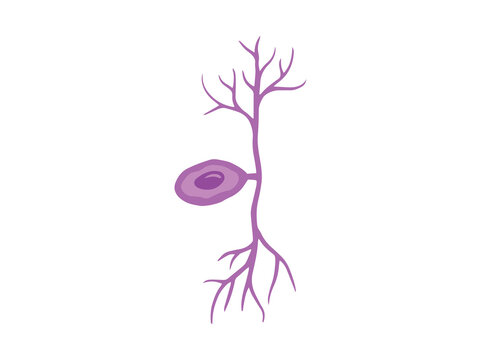 Pseudounipolar Neuron Cell Clip Art