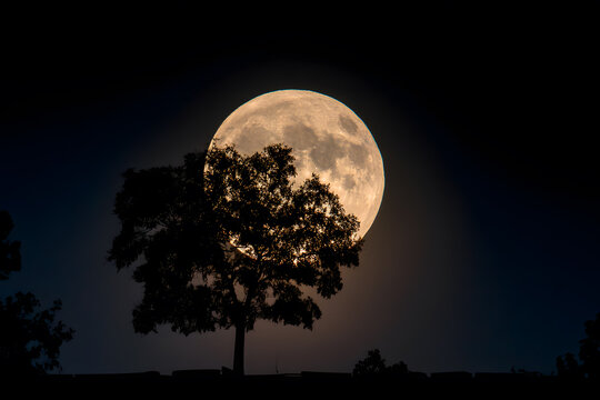 a full moon is seen behind a tree - Powered by Adobe
