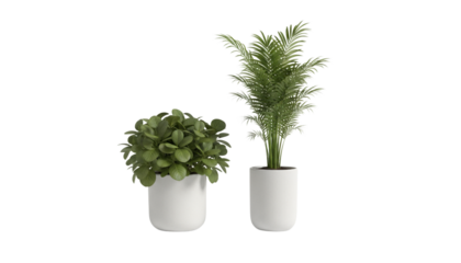 Green potted plant duo isolated on transparent background