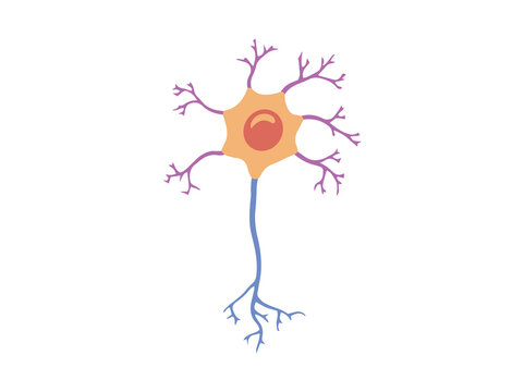 Multiporal Neuron Cell or Motor Neuron