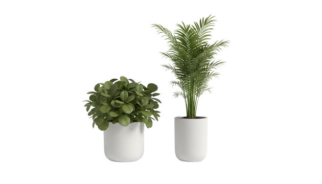 Green potted plant duo isolated on transparent background