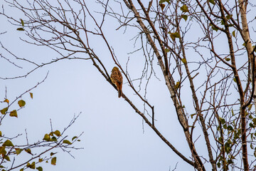 Yellowhammer perched on bare birch branches under soft cloudy autumn sky. A single bird rests quietly on thin birch branches, minimal mood, early autumn atmosphere, calm nature observation, wildlife 