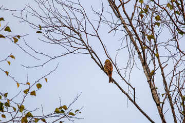 Yellowhammer perched on bare birch branches under soft cloudy autumn sky. A single bird rests quietly on thin birch branches, minimal mood, early autumn atmosphere, calm nature observation, wildlife 