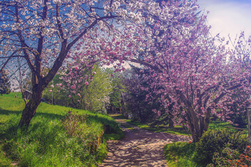 Fr&uuml;hlingsweg unter Kirschbl&uuml;ten