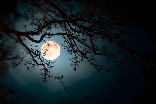 a full moon is seen through the branches of a tree