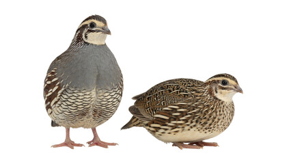 Fototapeta premium Small brown quail birds collection isolated on transparent background