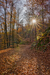 a hiking trail covered with brown beech leaves in autumn, with sunbeams shining through the forest in backlight
