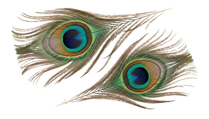 Obraz premium Vibrant ocellus feather set from peacock isolated on transparent background