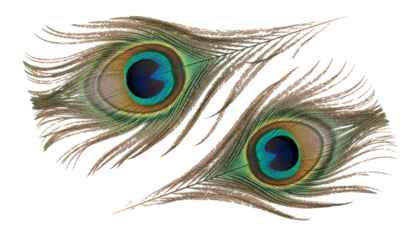Vibrant ocellus feather set from peacock isolated on transparent background