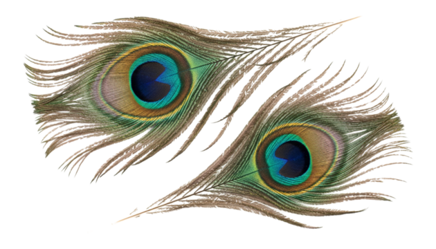 Vibrant ocellus feather set from peacock isolated on transparent background