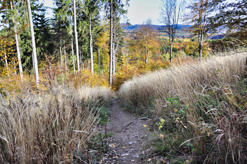 Góry Wałbrzyskie – Chełmiec. Wąski, gruntowy szlak wije się przez wysokie, wyschnięte trawy w tętniącym życiem jesiennym lesie. 