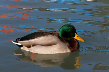 A beautiful mallard duck swims gracefully on the water surface creating reflections.