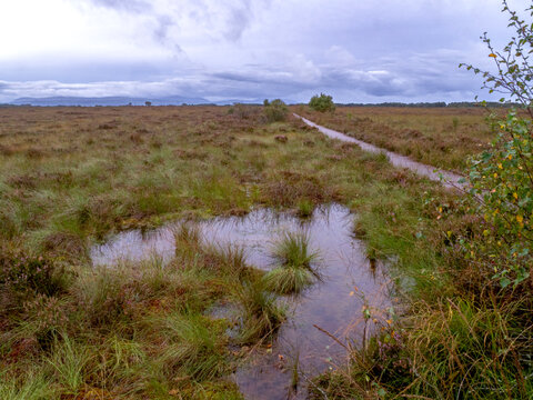 Raised bog habitat at Glasson Moss, Cumbria, England