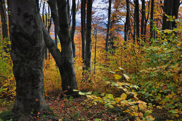 Góry Wałbrzyskie - Chełmiec. Spokojny, jesienny las bukowy z wysokimi pniami drzew i kolorowym listowiem w odcieniach pomarańczu, żółci i zieleni. © Pol Badger
