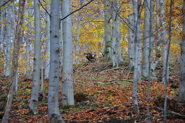 Góry Wałbrzyskie - Trójgarb. Jesienny widok ze szlaku na dzikie Muflony biegnące przez las bukowy. Opadłe kolorowe liście, srebrne konary buków i Muflony tworzą żywą atmosferę w naturze. © Pol Badger