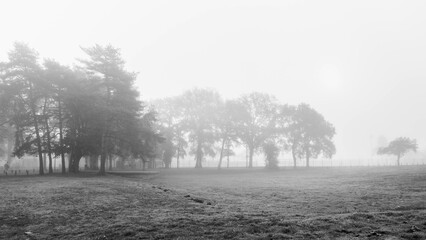 Paysage en noir et blanc sous la brume