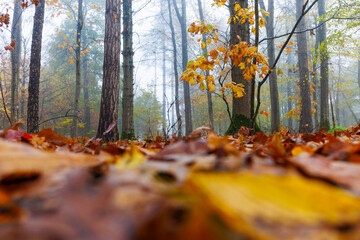 Au ras des feuilles d'automne