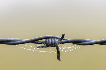 Perle de ros&eacute;e sur fil barbel&eacute; 