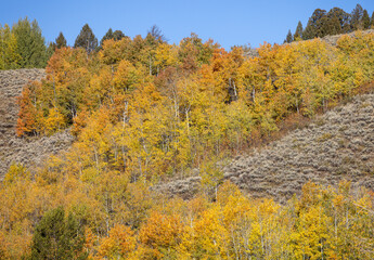 Beautiful Autumn Landscape in Grand Teton National Park Wyoming