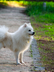 Obraz premium Cão fofo branco a olhar para a paisagem atentamente
