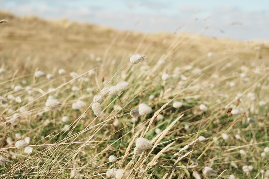 Plantes sauvages sur la plage de la Ria d'Etel dans le Morbihan en Bretagne - France - Europe